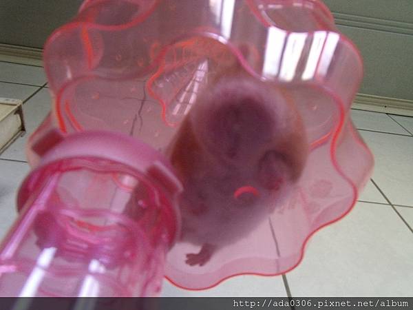 城堡哨 (6).jpg 城堡哨 (6).jpg