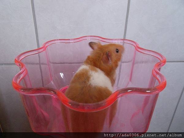 城堡哨 (7).jpg 城堡哨 (7).jpg