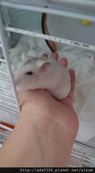豆菜四鼠15.jpg