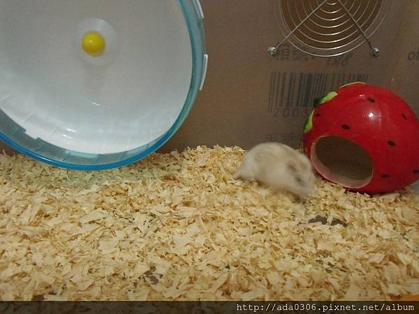 優勝天然木屑 (4).jpg 優勝天然木屑 (4).jpg