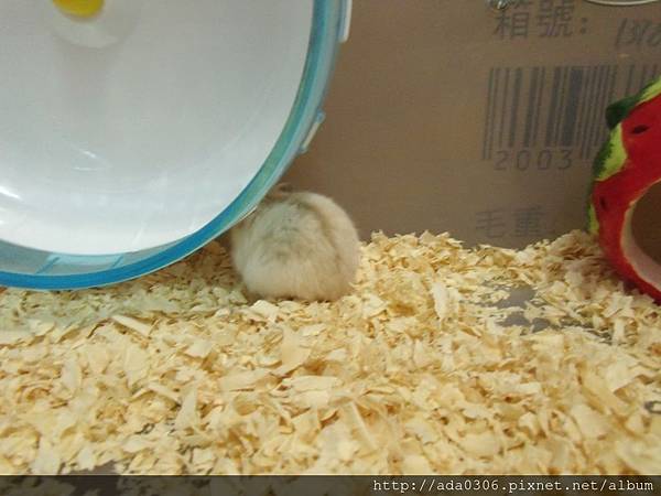 優勝天然木屑 (5).jpg 優勝天然木屑 (5).jpg