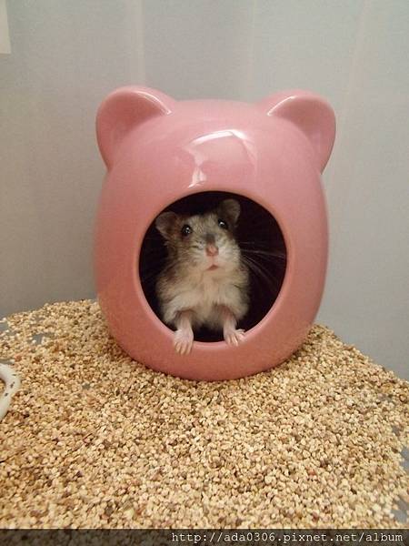 小蝸寄養 (1).JPG