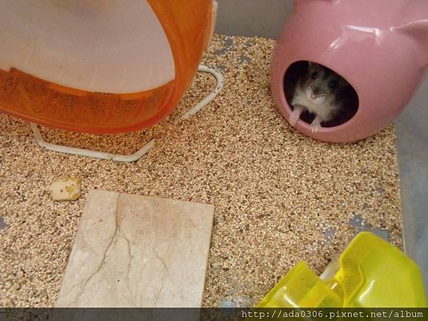 小蝸寄養 (2).JPG