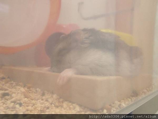 小蝸寄養 (3).JPG