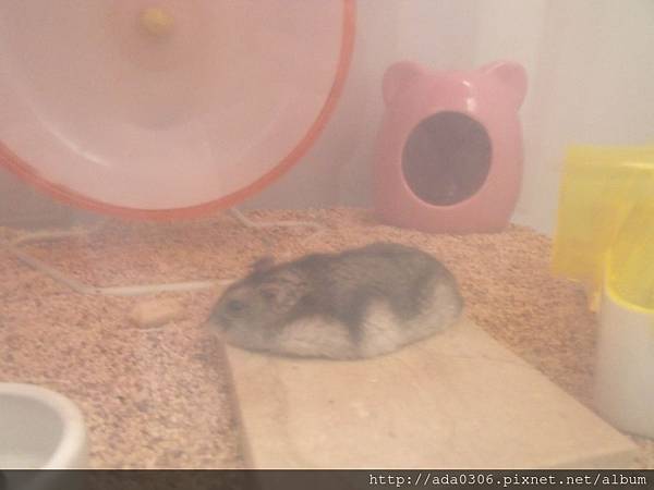 小蝸寄養 (6).JPG