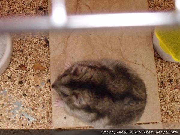 小蝸寄養 (4).JPG