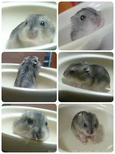 淡水吸管相親 淡水吸管相親