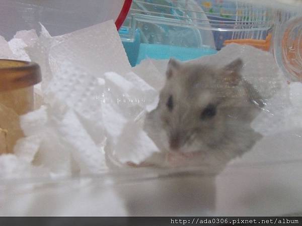 20170909七寶 (2).JPG