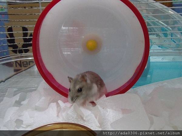 20170909七寶 (4).JPG