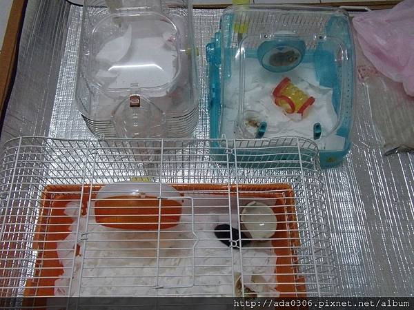 20170909豆菜 (1).JPG