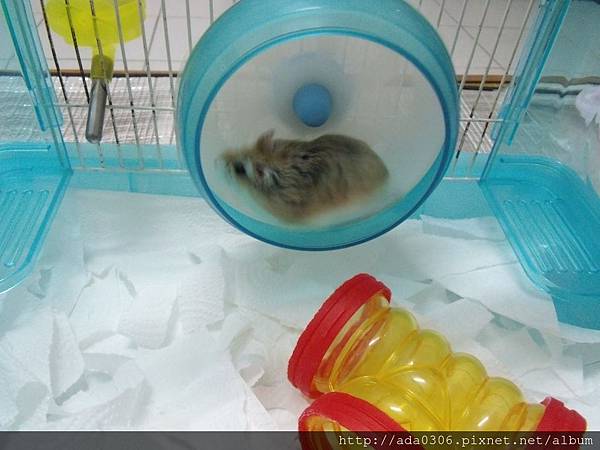 20170909豆菜 (2).JPG