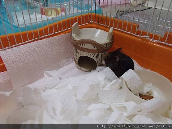 20170909嚕嚕 (2).JPG