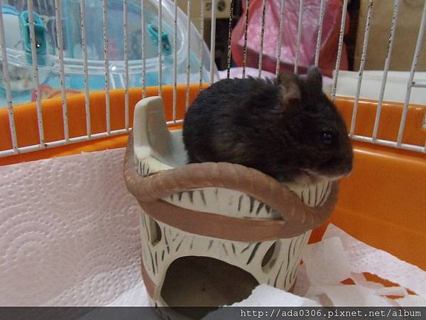 20170909嚕嚕 (1).JPG