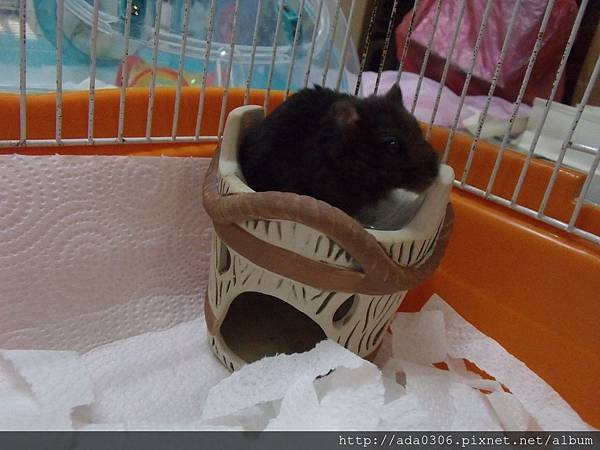 20170909嚕嚕 (3).JPG