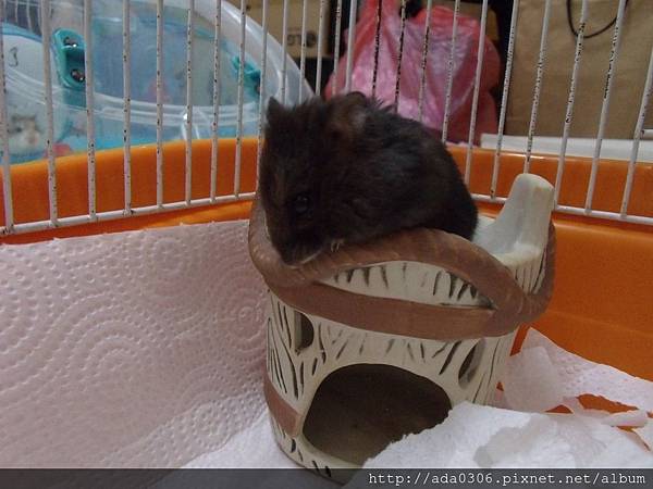 20170909嚕嚕 (4).JPG