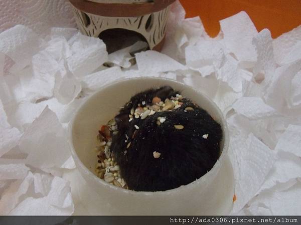 20170914嚕嚕 (3).JPG