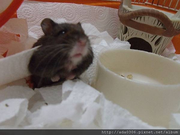 20170914嚕嚕 (4).JPG