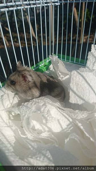 20180114狸貓機送養 (2).jpg 20180114狸貓機送養 (2).jpg