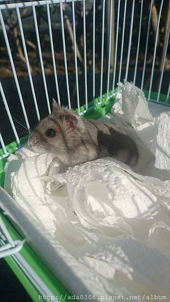 20180114狸貓機送養 (4).jpg 20180114狸貓機送養 (4).jpg