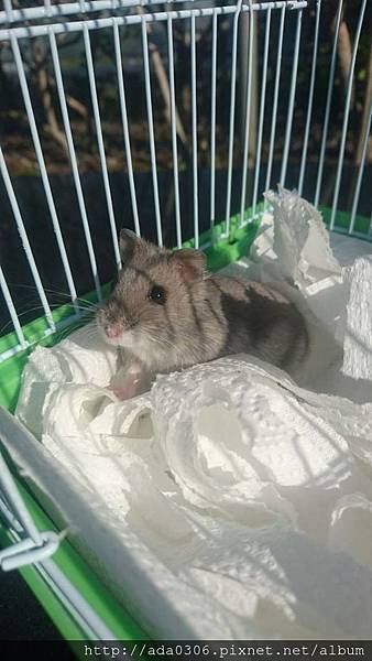 20180114狸貓機送養 (3).jpg 20180114狸貓機送養 (3).jpg