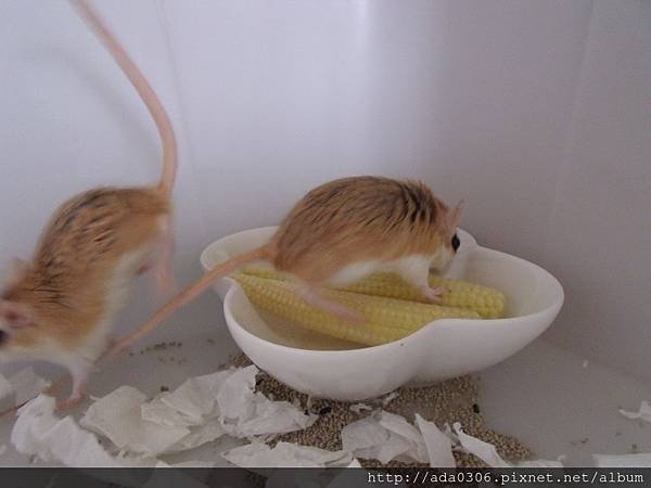 20180401玉米筍 (4).JPG 20180401玉米筍 (4).JPG