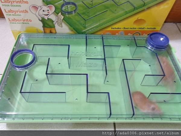 赫根哈比鼠迷宮 (1).JPG 赫根哈比鼠迷宮 (1).JPG