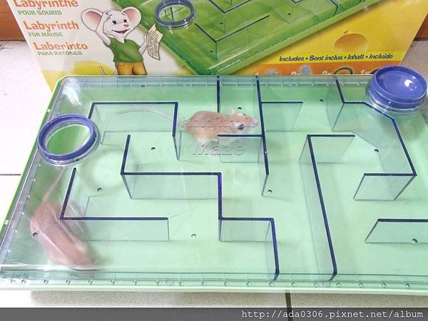 赫根哈比鼠迷宮 (8).JPG 赫根哈比鼠迷宮 (8).JPG