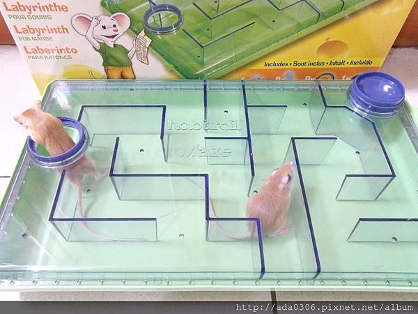 赫根哈比鼠迷宮 (9).JPG 赫根哈比鼠迷宮 (9).JPG