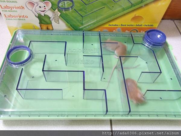 赫根哈比鼠迷宮 (10).JPG 赫根哈比鼠迷宮 (10).JPG