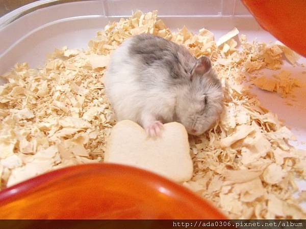 Marukan吐司半分小刀 (3).JPG Marukan吐司半分小刀 (3).JPG