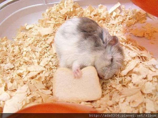 Marukan吐司半分小刀 (1).JPG Marukan吐司半分小刀 (1).JPG