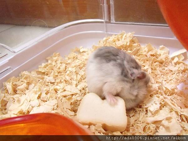 Marukan吐司半分小刀 (2).JPG Marukan吐司半分小刀 (2).JPG