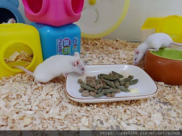 cunipic頂級倉鼠飼料 (1).jpg