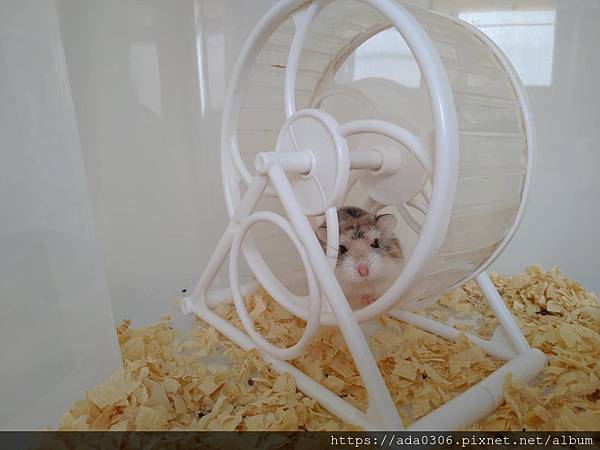 大創白色滾輪 (4).jpg