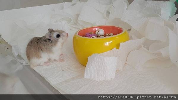 jolly美食陶皿奇異果 (1).jpg