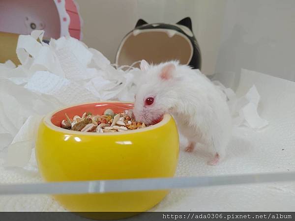 jolly美食陶皿奇異果 (3).jpg