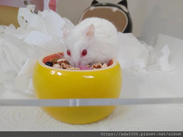 jolly美食陶皿奇異果 (4).jpg