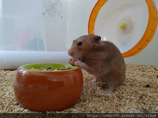 jolly美食陶皿奇異果 (2).jpg