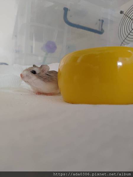 jolly美食陶皿奇異果 (8).jpg