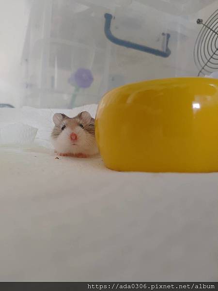 jolly美食陶皿奇異果 (9).jpg