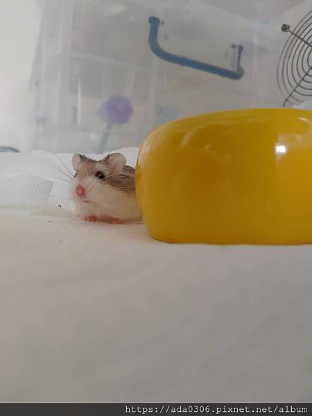 jolly美食陶皿奇異果 (7).jpg