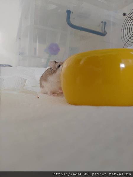 jolly美食陶皿奇異果 (10).jpg