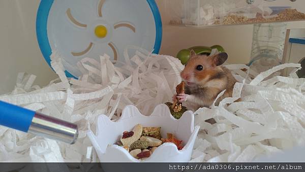 河童頭蓋食小分子堅果 (2).jpg 河童頭蓋食小分子堅果 (2).jpg