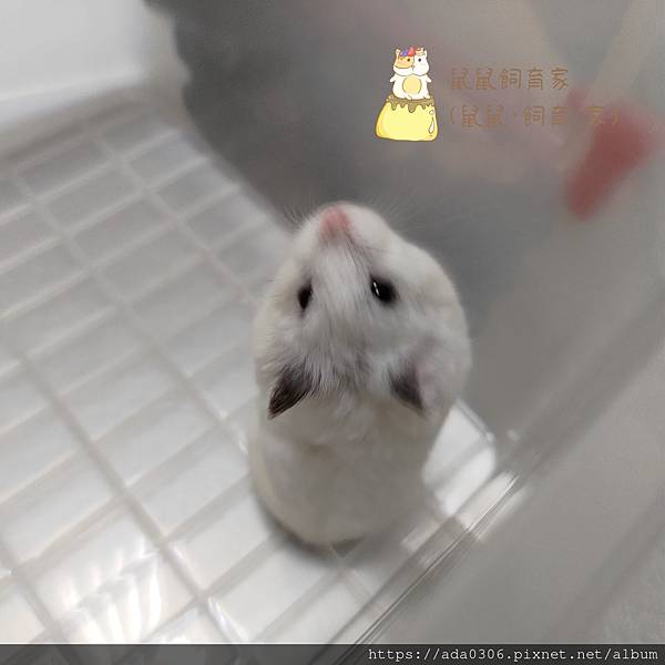 20211108花果汁歪頭 (3)..jpg 20211108花果汁歪頭 (3)..jpg