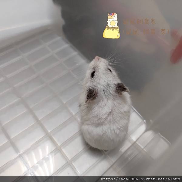 20211108花果汁歪頭 (2)..jpg 20211108花果汁歪頭 (2)..jpg