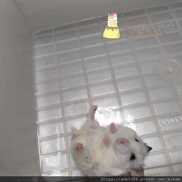 20211108花果汁歪頭 (4)..jpg 20211108花果汁歪頭 (4)..jpg