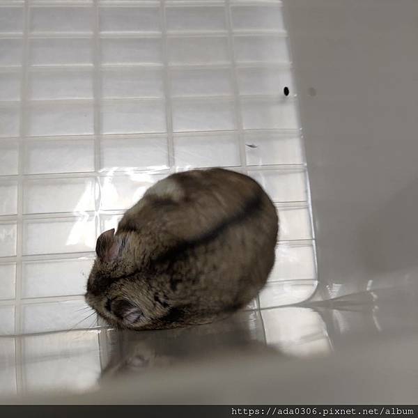 20211108小黑炭治療 (1).jpg 20211108小黑炭治療 (1).jpg