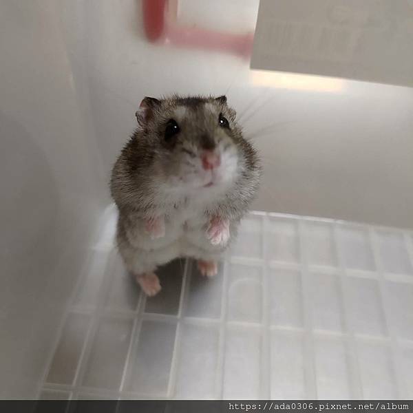 20211108小黑炭治療 (3).jpg 20211108小黑炭治療 (3).jpg