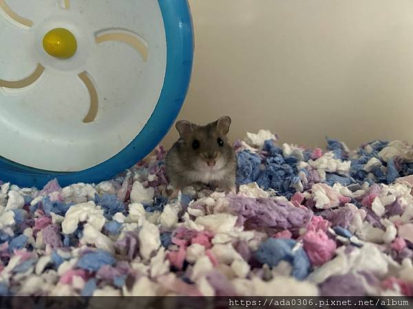 20221120飛天木馬 (1).JPG 20221120飛天木馬 (1).JPG