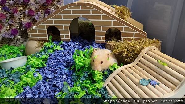 鼠吉水怪1.jpg 鼠吉水怪1.jpg